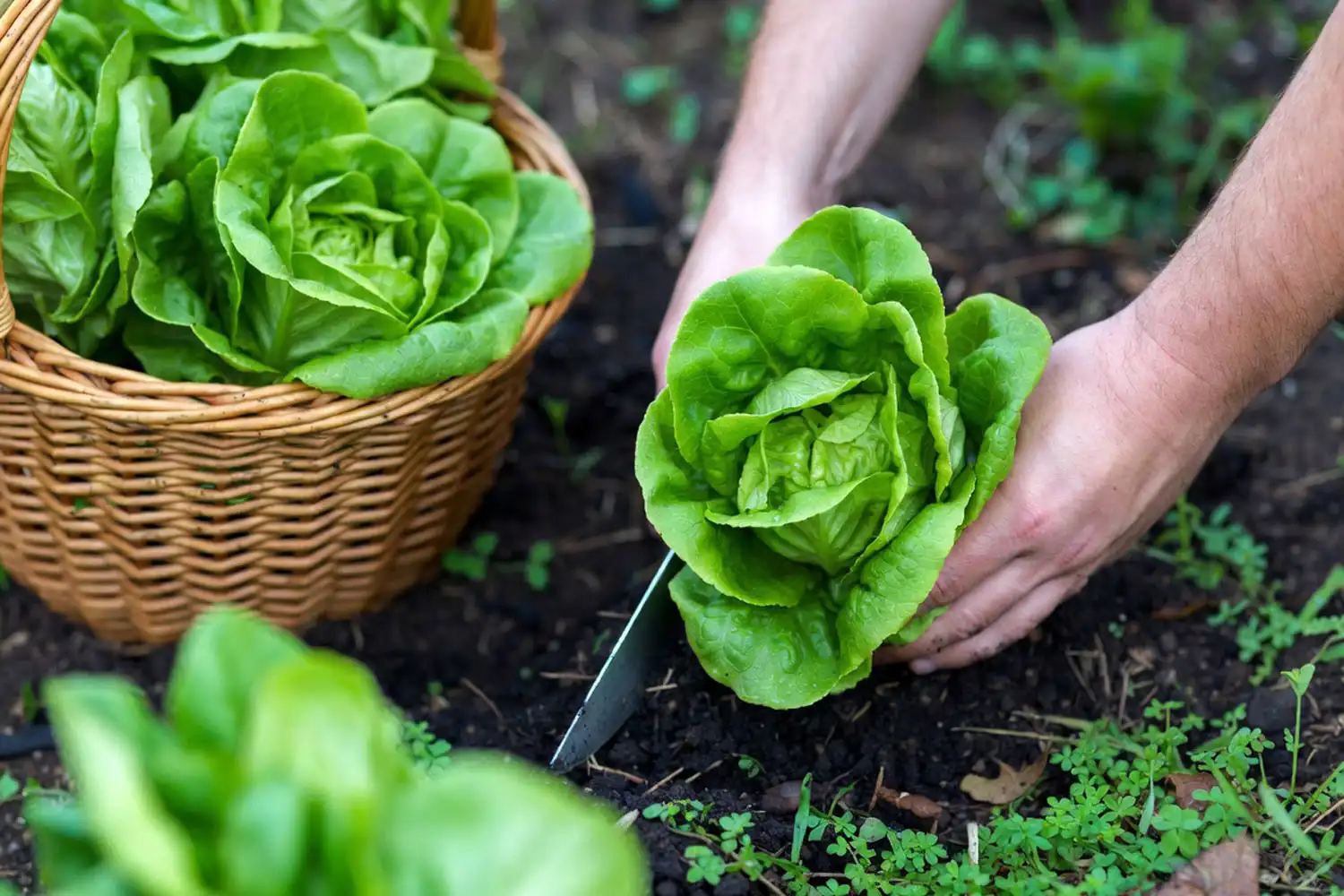 Harvesting a mature bibb lettuce head by cutting it at the soil line in the morning.