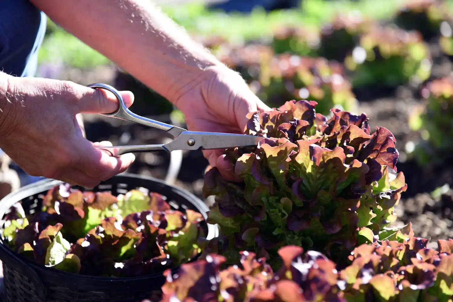 Gardener snipping outer red leaf lettuce leaves above the crown using the cut-and-come-again method.