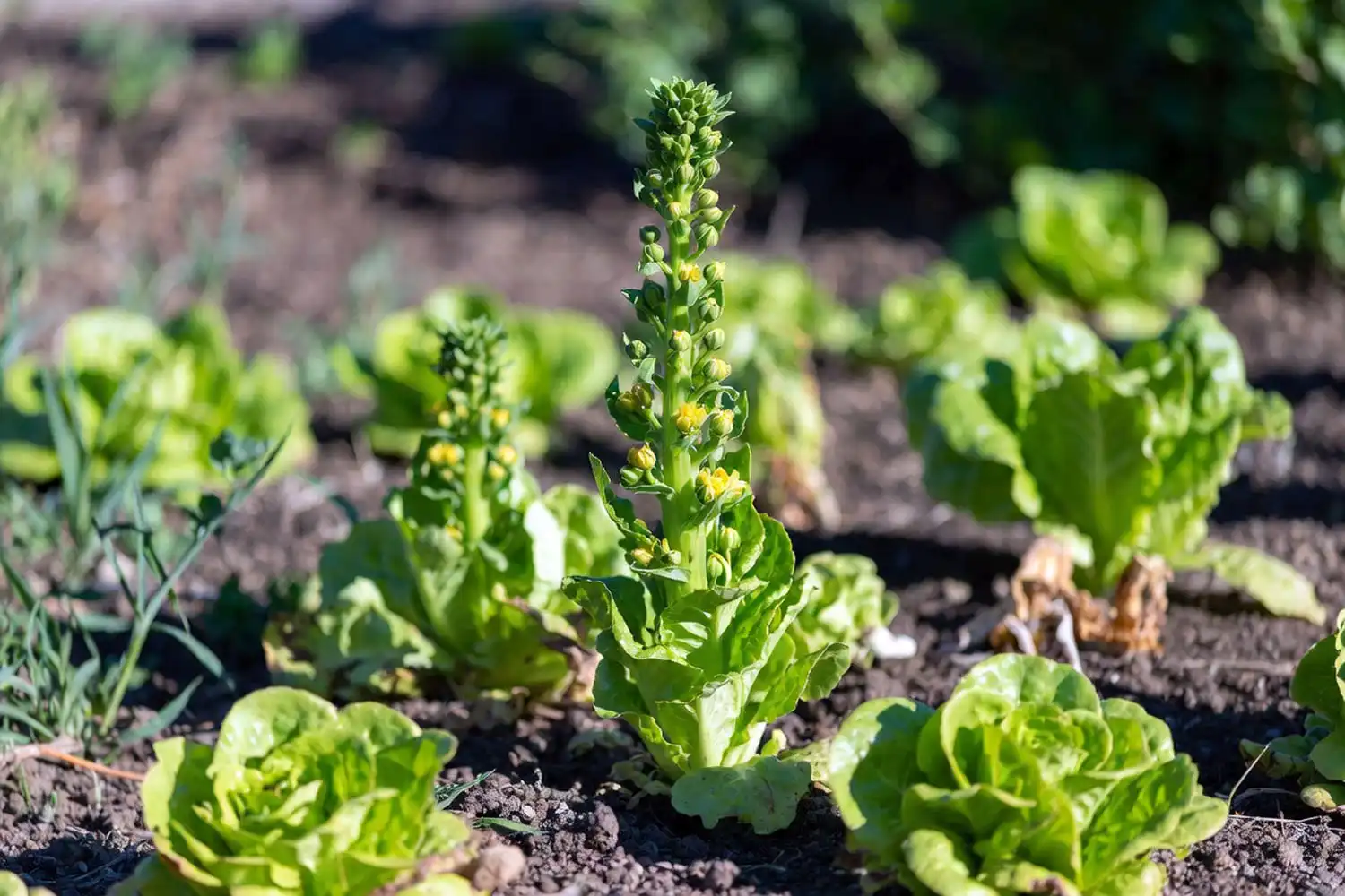 Lettuce plant bolting with a tall elongated center stalk instead of forming a firm head.