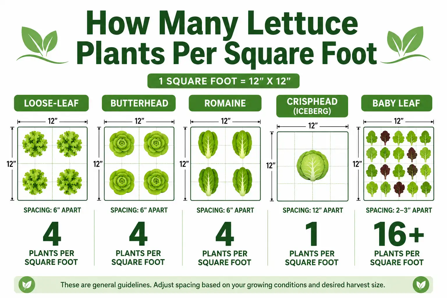 Infographic guide of how many lettuce plants per square foot, with four leaf, butterhead, or romaine and one iceberg per square.