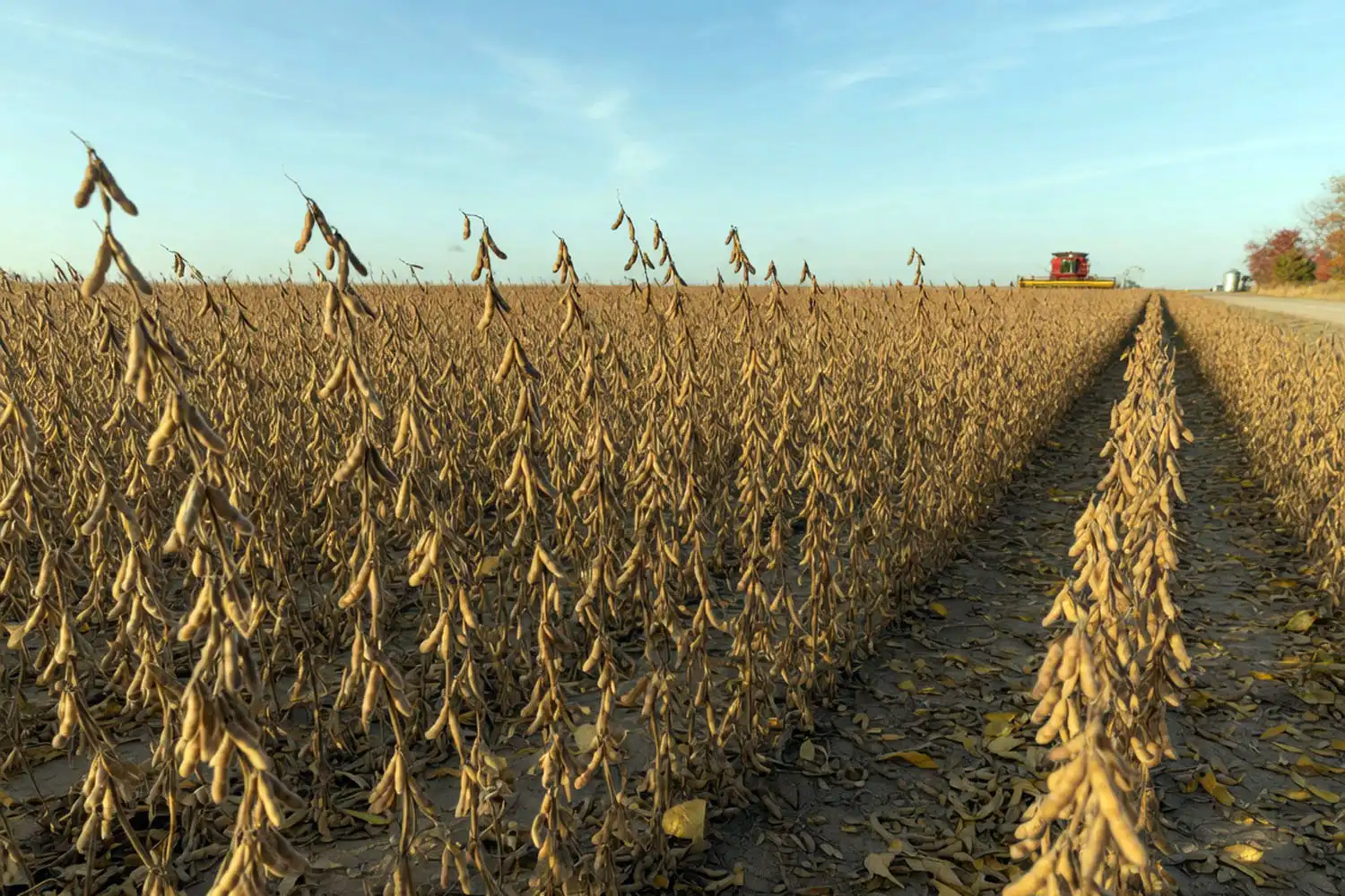 Mature Kansas soybean field at R8 with leafless plants and dry brown pods ready for harvest
