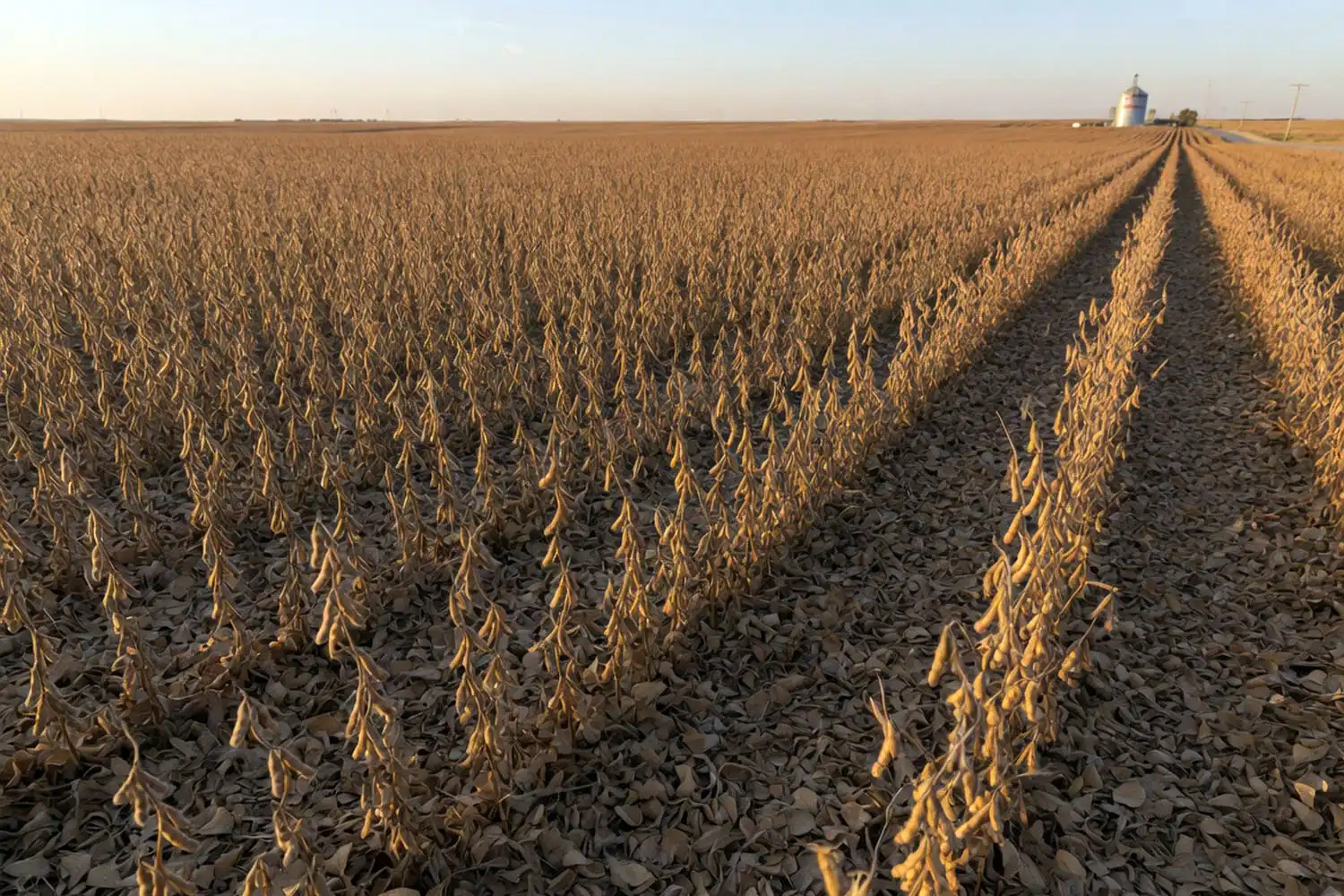 Mature soybean field ready for harvest with 95 percent brown pods and dropped leaves under October light.