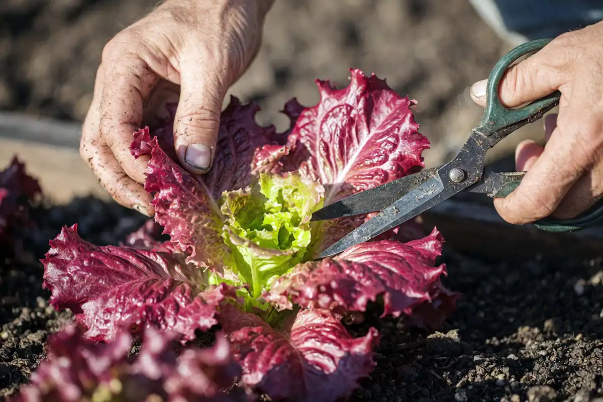 Farmer harvesting outer red lettuce leaves while leaving the center to regrow, showing the cut-and-come-again harvesting method
