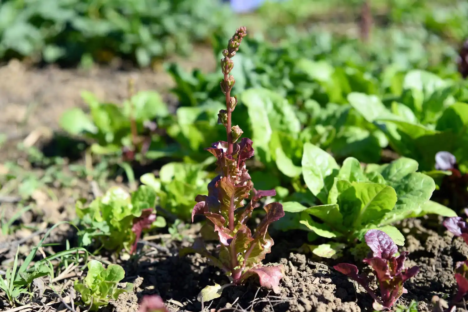 Red leaf lettuce that has bolted with a tall flower stalk, a sign the leaves are turning bitter.