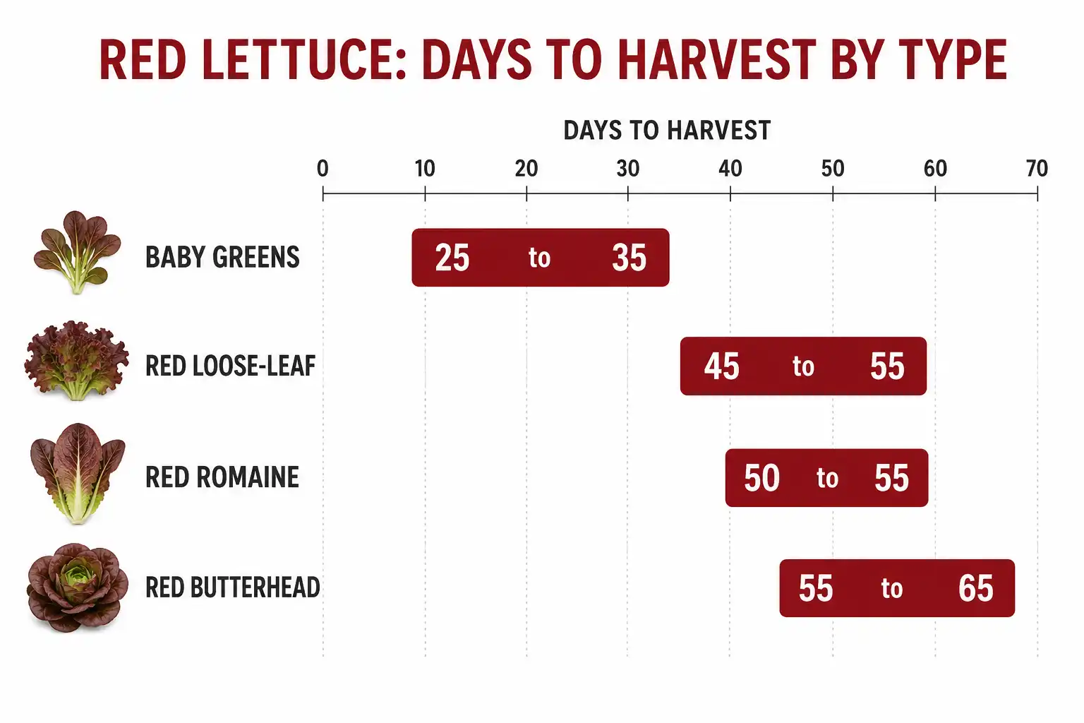Chart comparison of red lettuce days to harvest by type, from baby greens at 25 days to red butterhead at 65 days