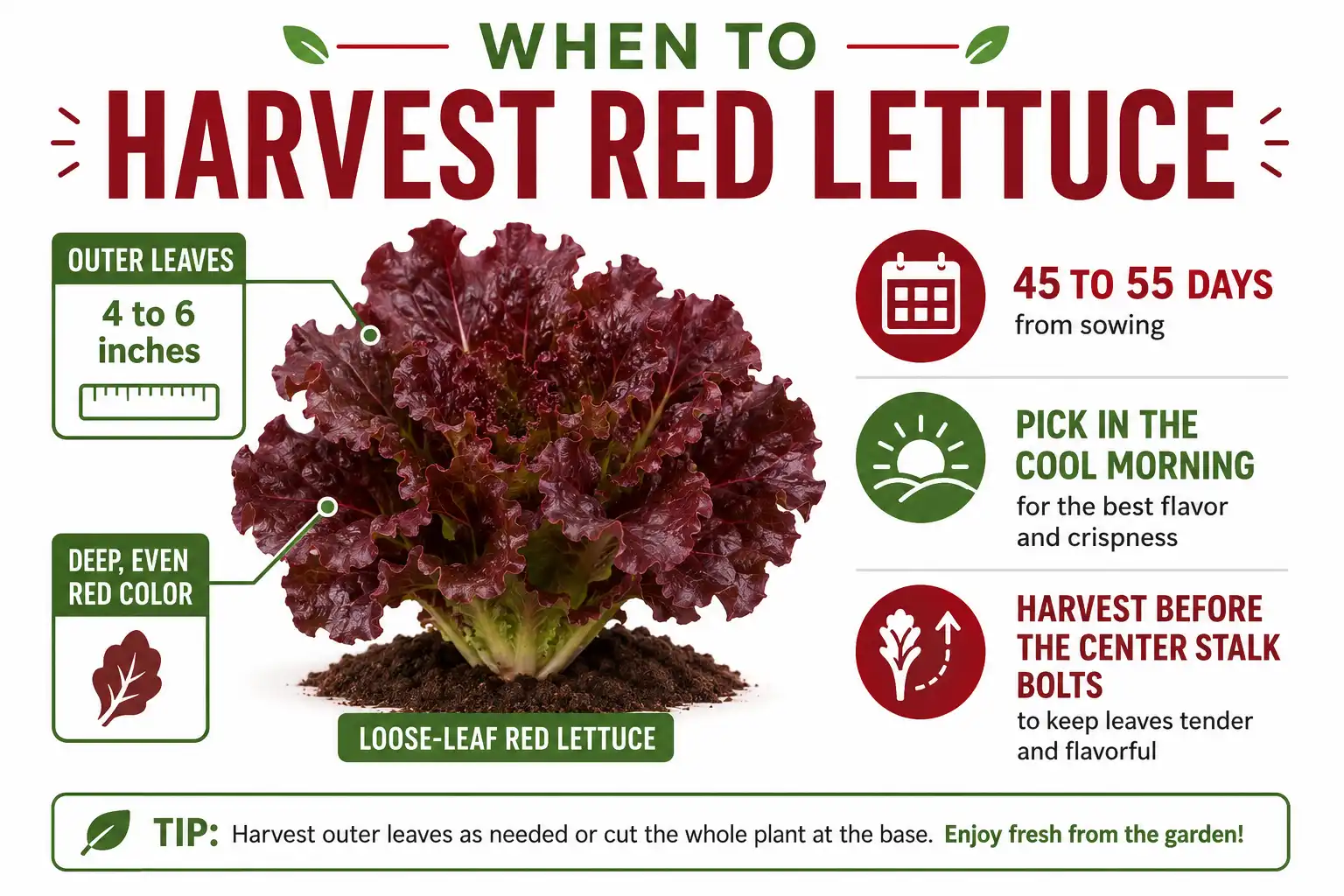 Infographic on when to harvest red lettuce by leaf size, deep red color, days to maturity, and cool morning timing before bolting