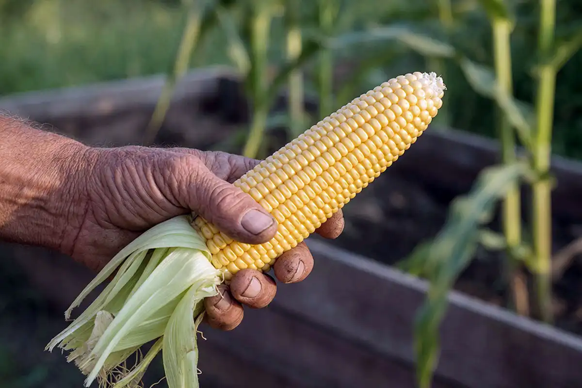 A fully filled sweet corn ear harvested from a raised bed, husk pulled back.