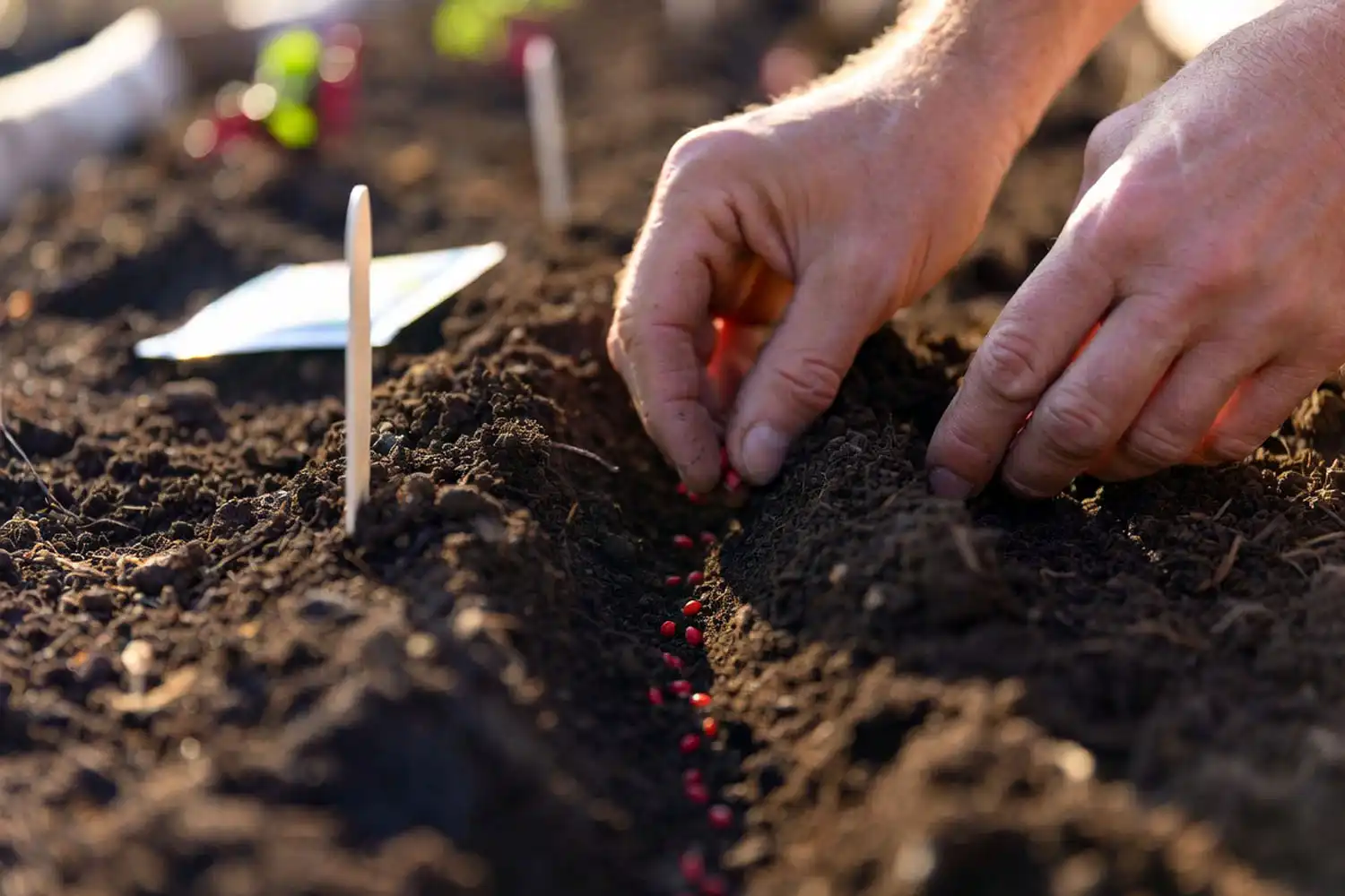 Farmer sowing red leaf lettuce seeds a quarter inch deep and evenly spaced in raised bed soil.