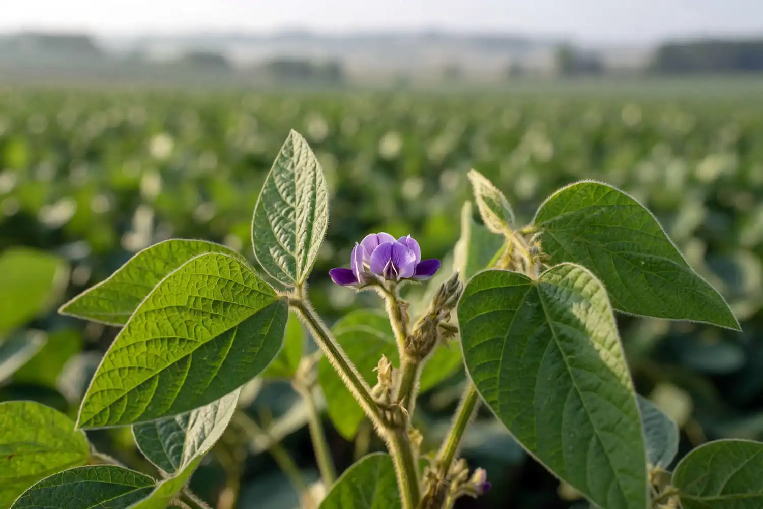 Soybean plant at R1 beginning bloom of one open flower at a node, the last stage to spray Liberty.