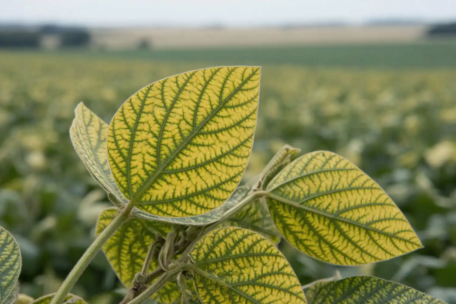 Soybean leaves with iron deficiency chlorosis of yellow interveinal tissue and green veins