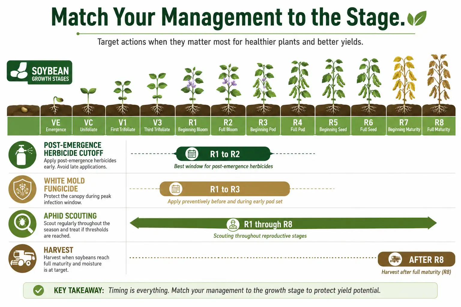 Infographic of soybean management decisions to vegetative and reproductive growth stages