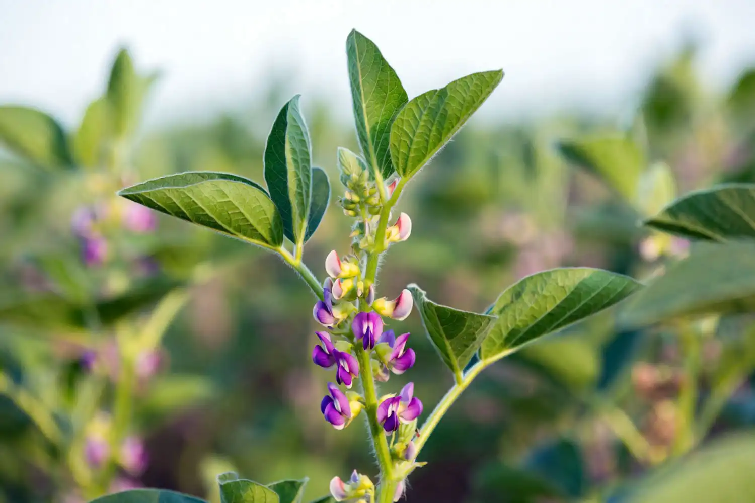 Soybean plant flowering with small purple and white pea-shaped blooms at the leaf nodes