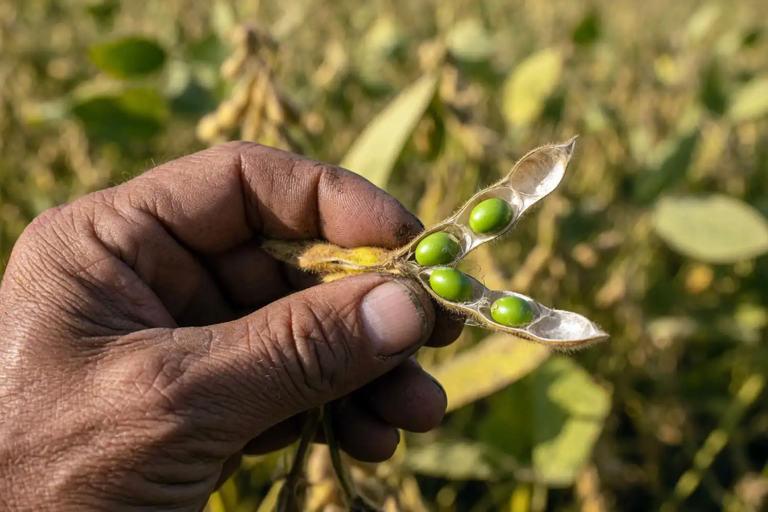 Opened soybean pod at the R6.5 stage of yellowing pod wall and seeds separating from the membrane, the cue to stop irrigating soybeans