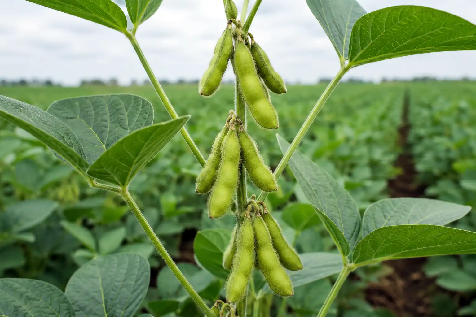 Soybean pods at the top nodes used to identify R4 and R5 reproductive growth stages