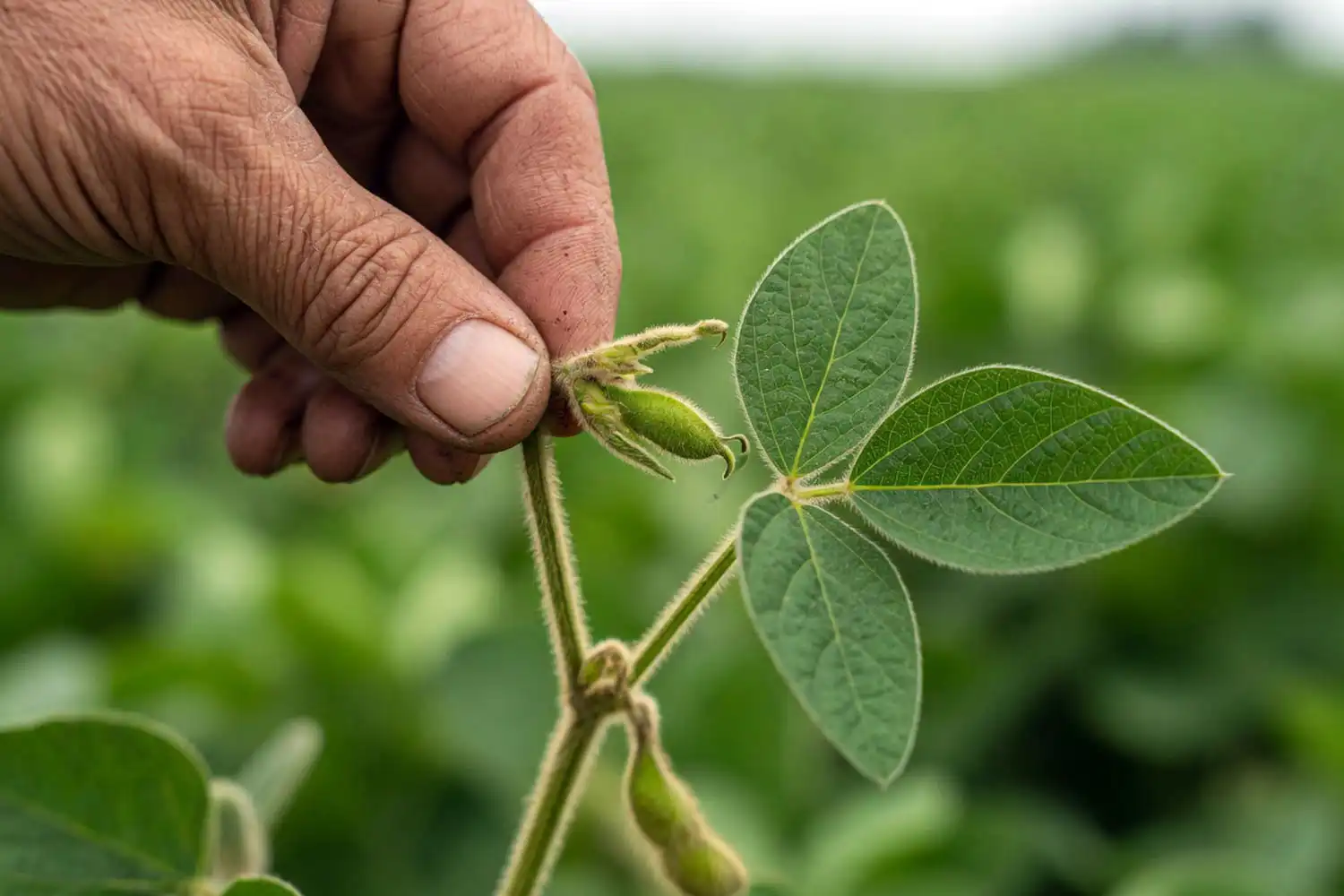 a soybean plant at the R3 beginning pod stage with a small pod at a top node