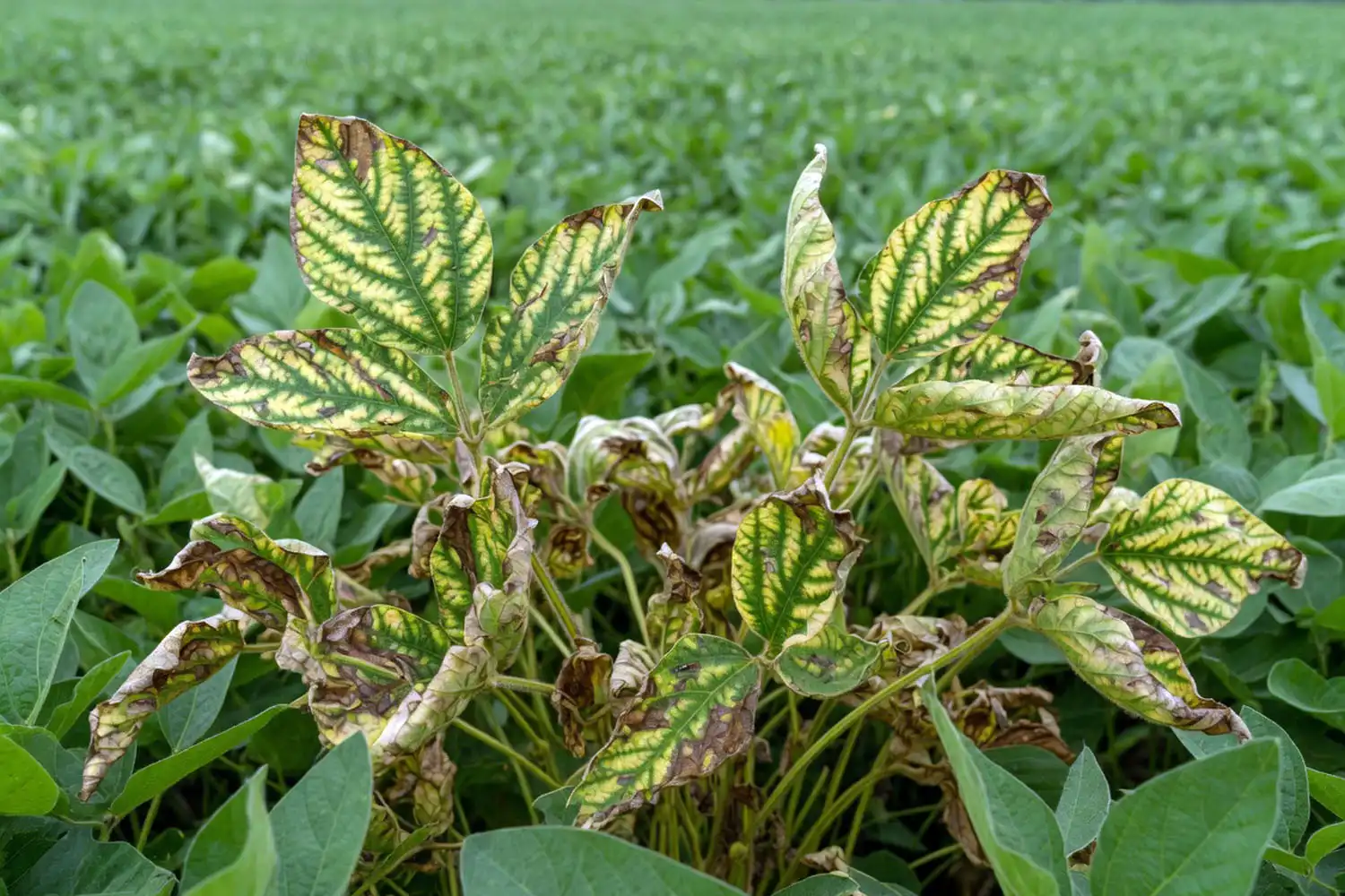 Soybean leaves with sudden death syndrome of interveinal yellowing and brown necrosis