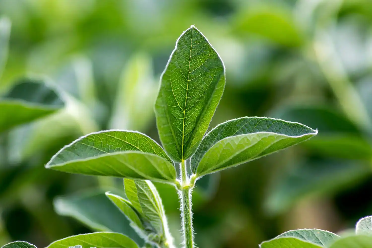 A soybean trifoliate leaf showing three green leaflets and fine hairs on the stem