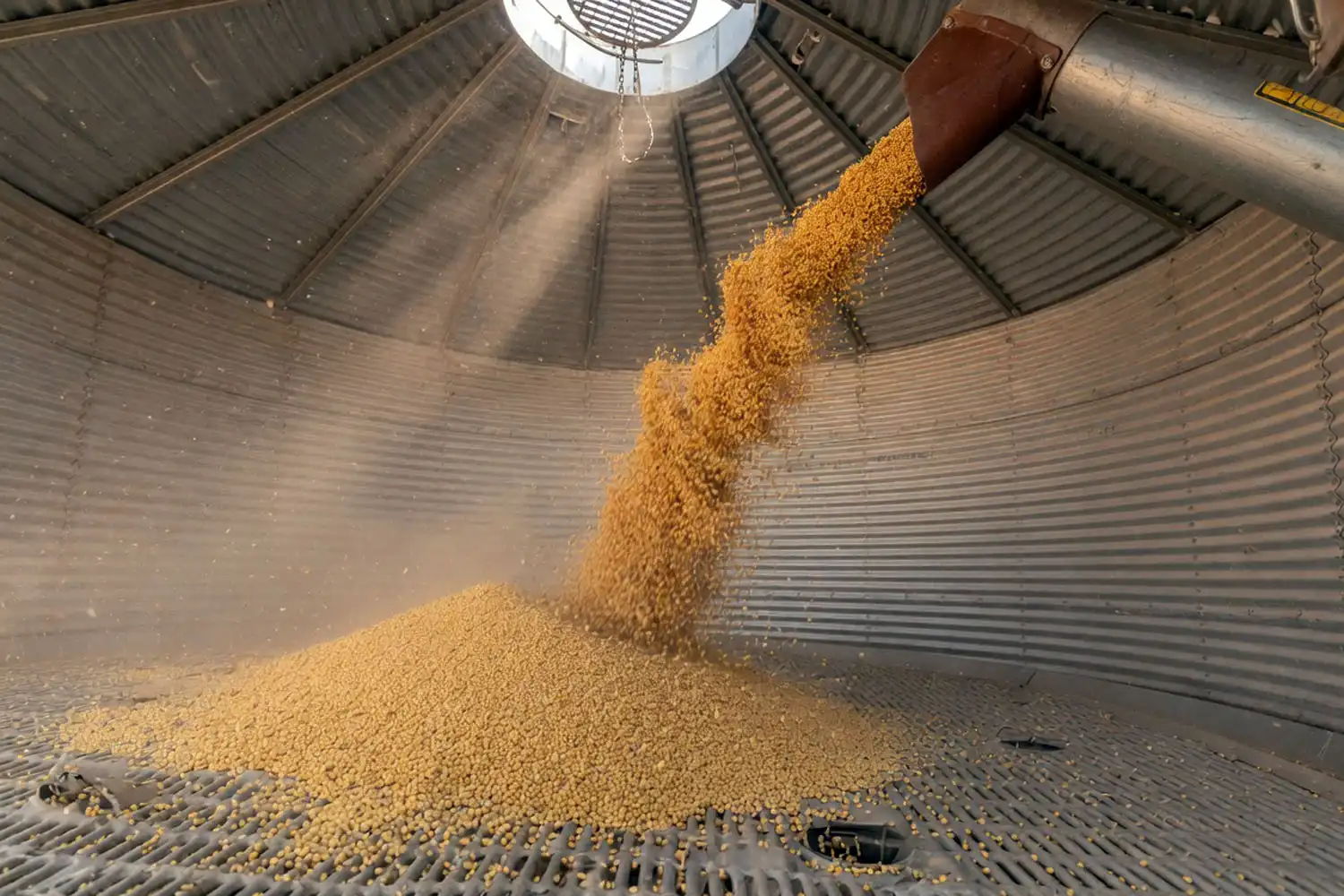 Golden soybeans augered into a steel farm grain bin for storage