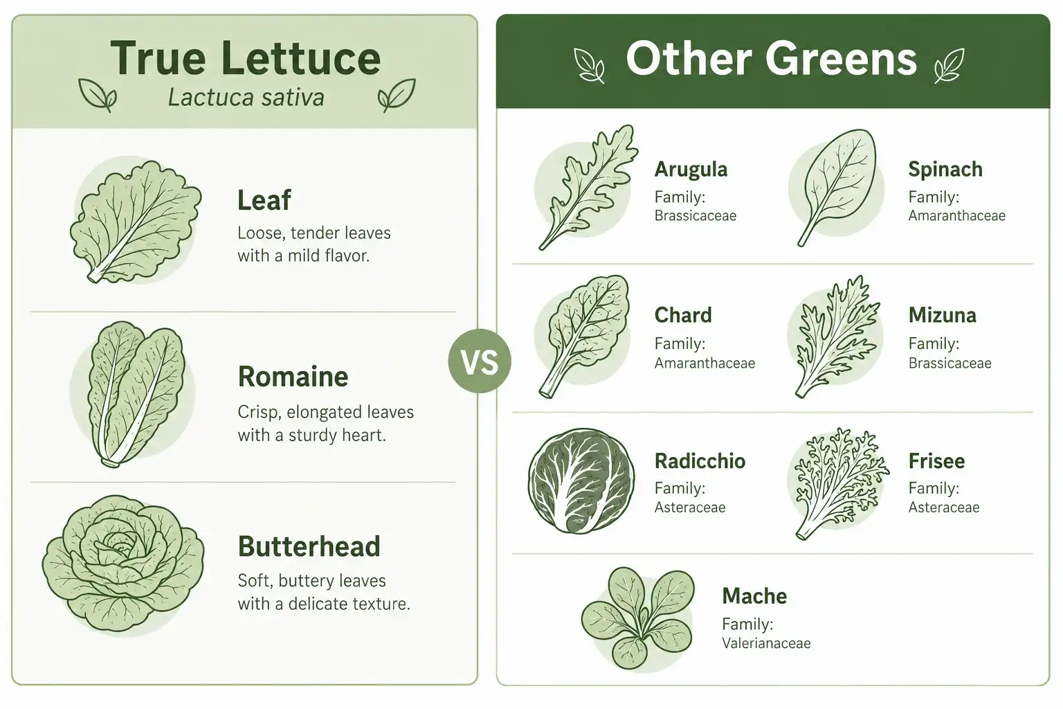Comparison chart on true lettuce in spring mix from non-lettuce greens like arugula, spinach, and radicchio
