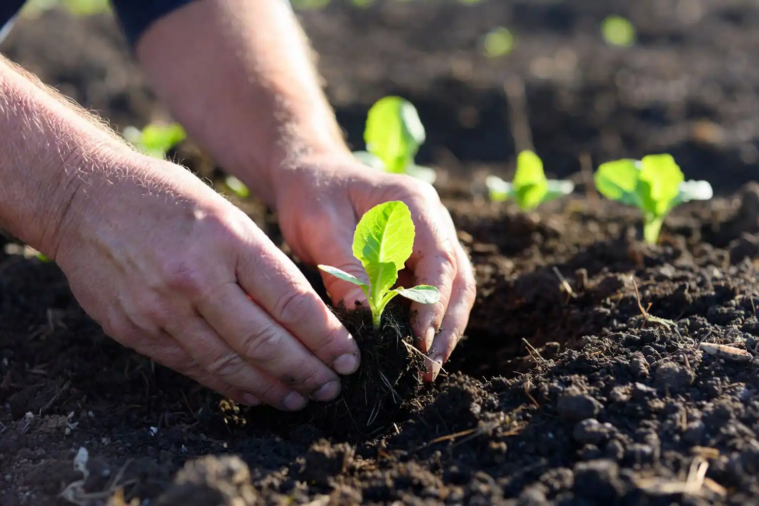 Farmer transplanting a young head lettuce seedling with four true leaves into prepared garden soil.