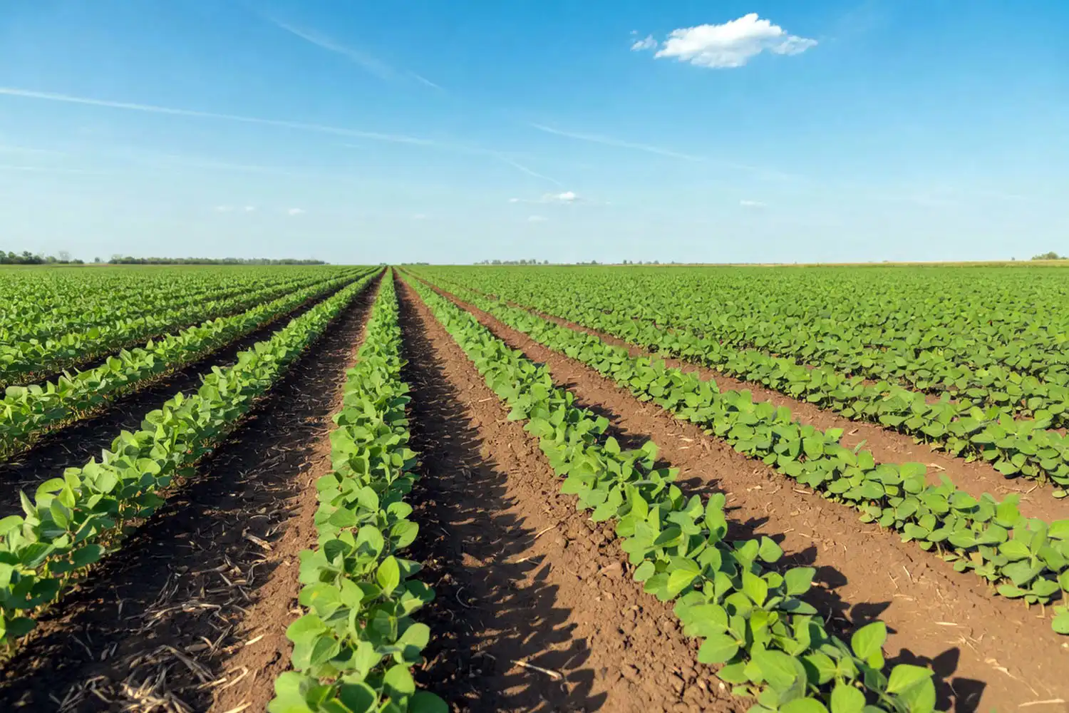 Healthy uniform soybean stand emerging in straight rows on a Midwest farm