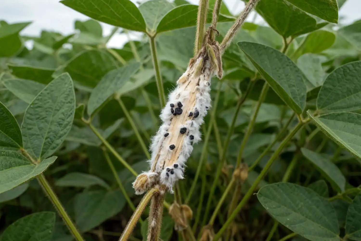 Soybean stem with white mold showing bleached tissue and white fungal growth