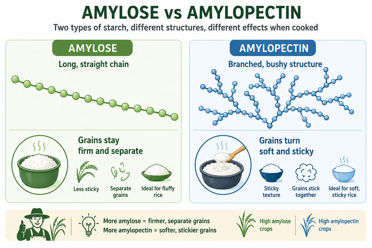 Infographic of straight amylose and branched amylopectin starch and how each affects rice texture
