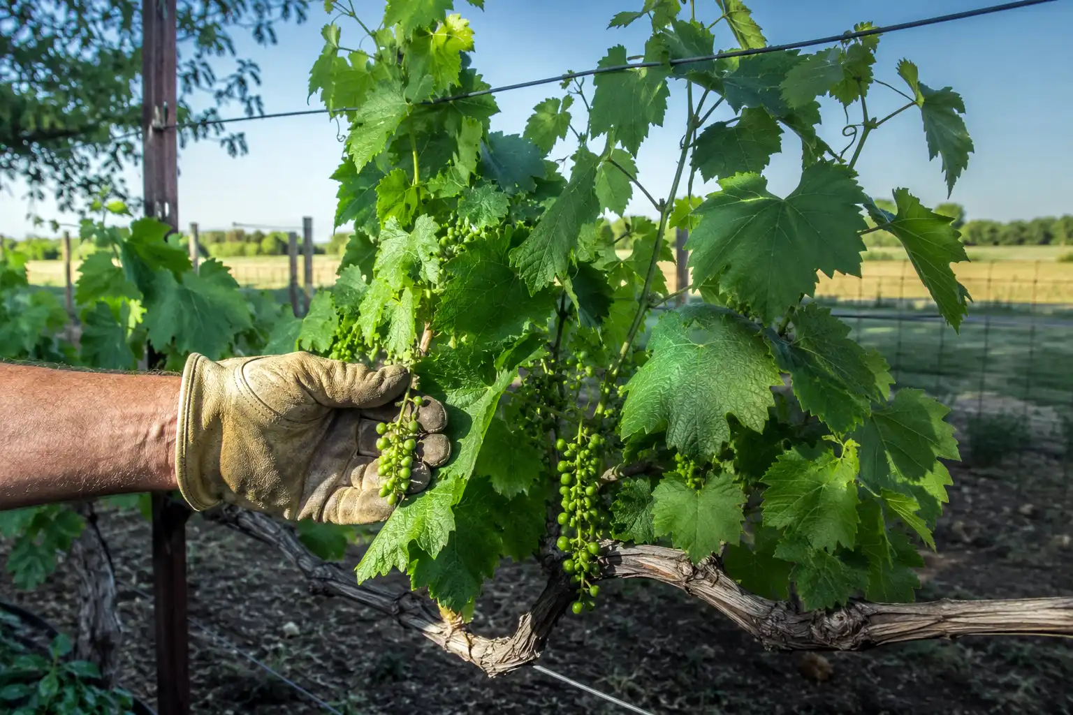 Cold-hardy table grape vines trained on a backyard trellis in a Kansas garden