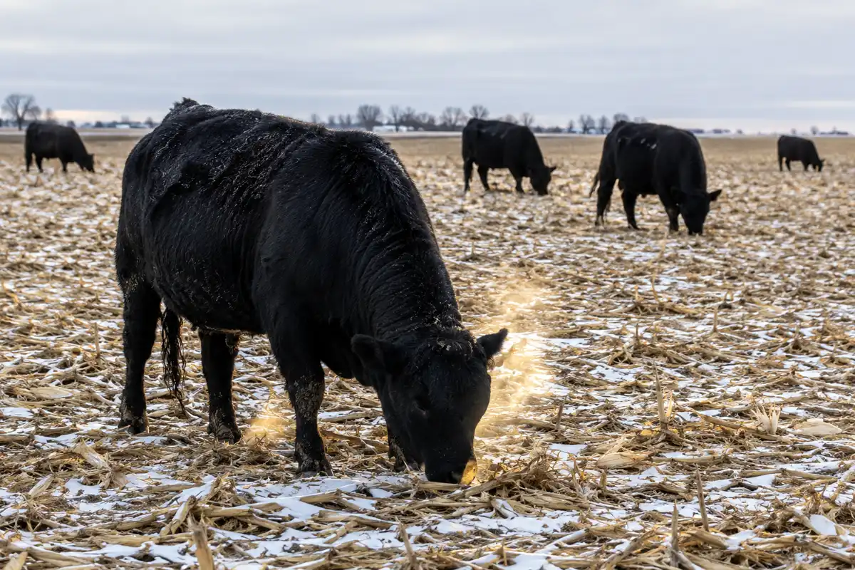 Beef cattle grazing corn stalks and husks in a snowy harvested cornfield in winter
