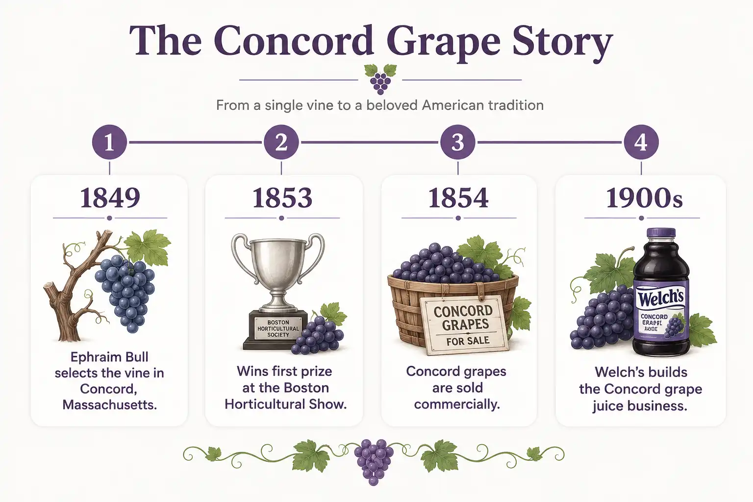 Timeline of where Concord grapes came from, from Ephraim Bull in 1849 to the American grape juice industry.