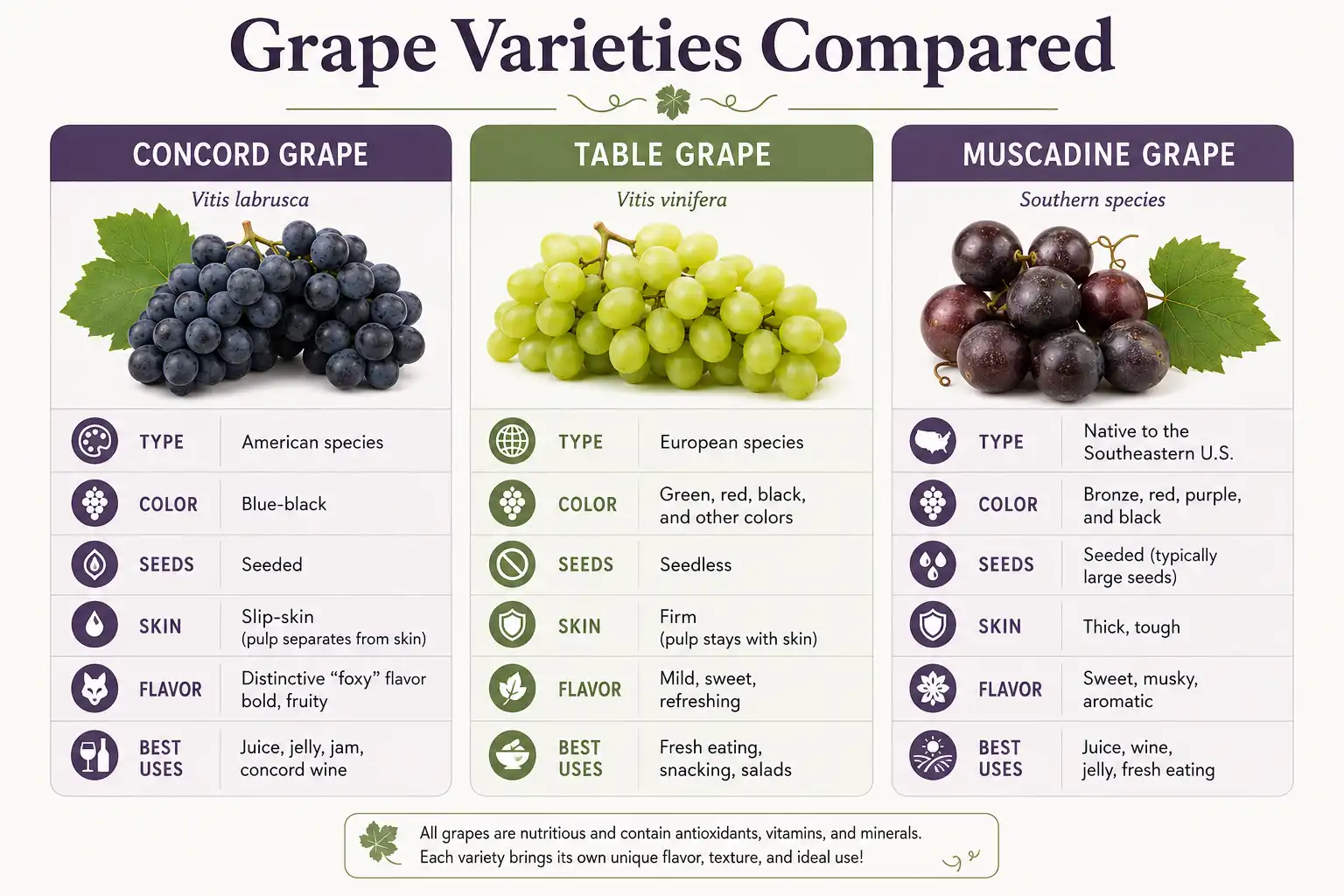 Comparison chart about how Concord grapes differ from table grapes and muscadine grapes by species, seeds, skin, and flavor.