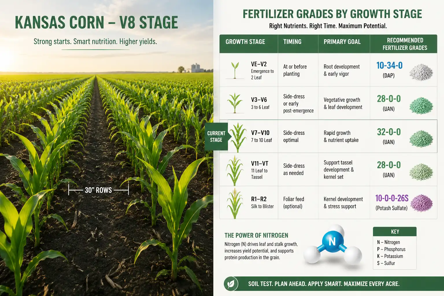 Infographic of corn fertilizer by growth stage, with starter NPK at planting, high nitrogen at V6, and potassium before tasseling beside a Kansas cornfield.