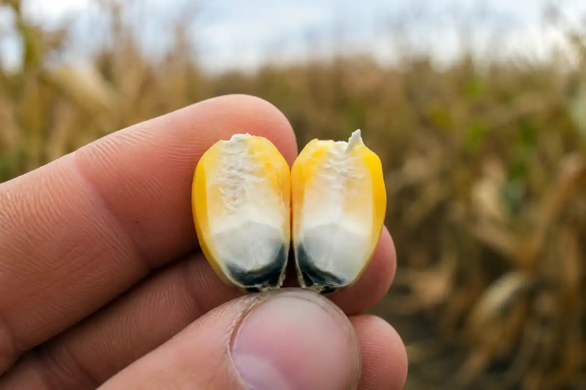 Split corn kernel showing the milk line and black layer that signal corn is mature and ready to harvest