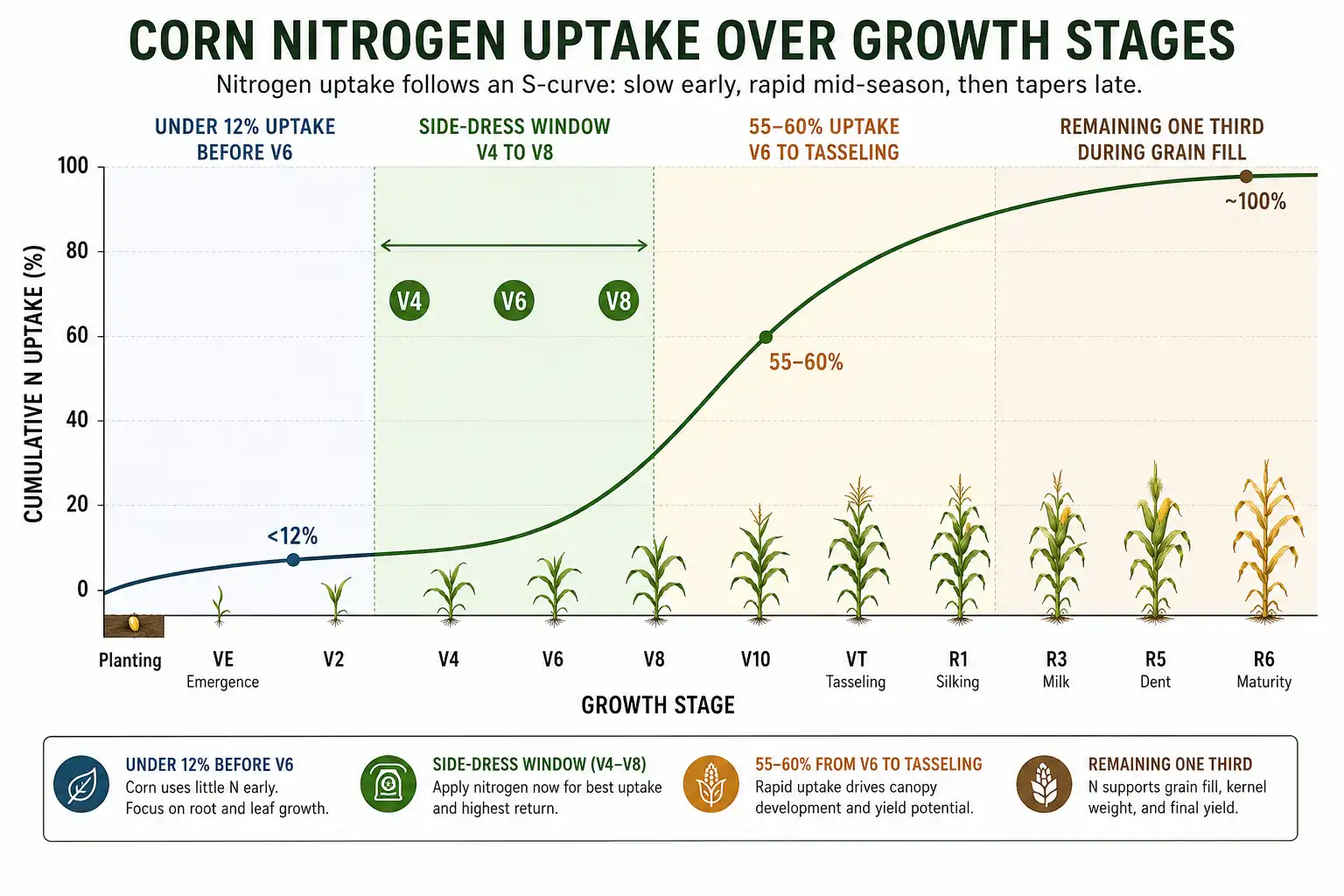 Chart of corn nitrogen uptake by growth stage with the V4 to V8 side-dress window marked, explaining when to apply the best fertilizer for corn.