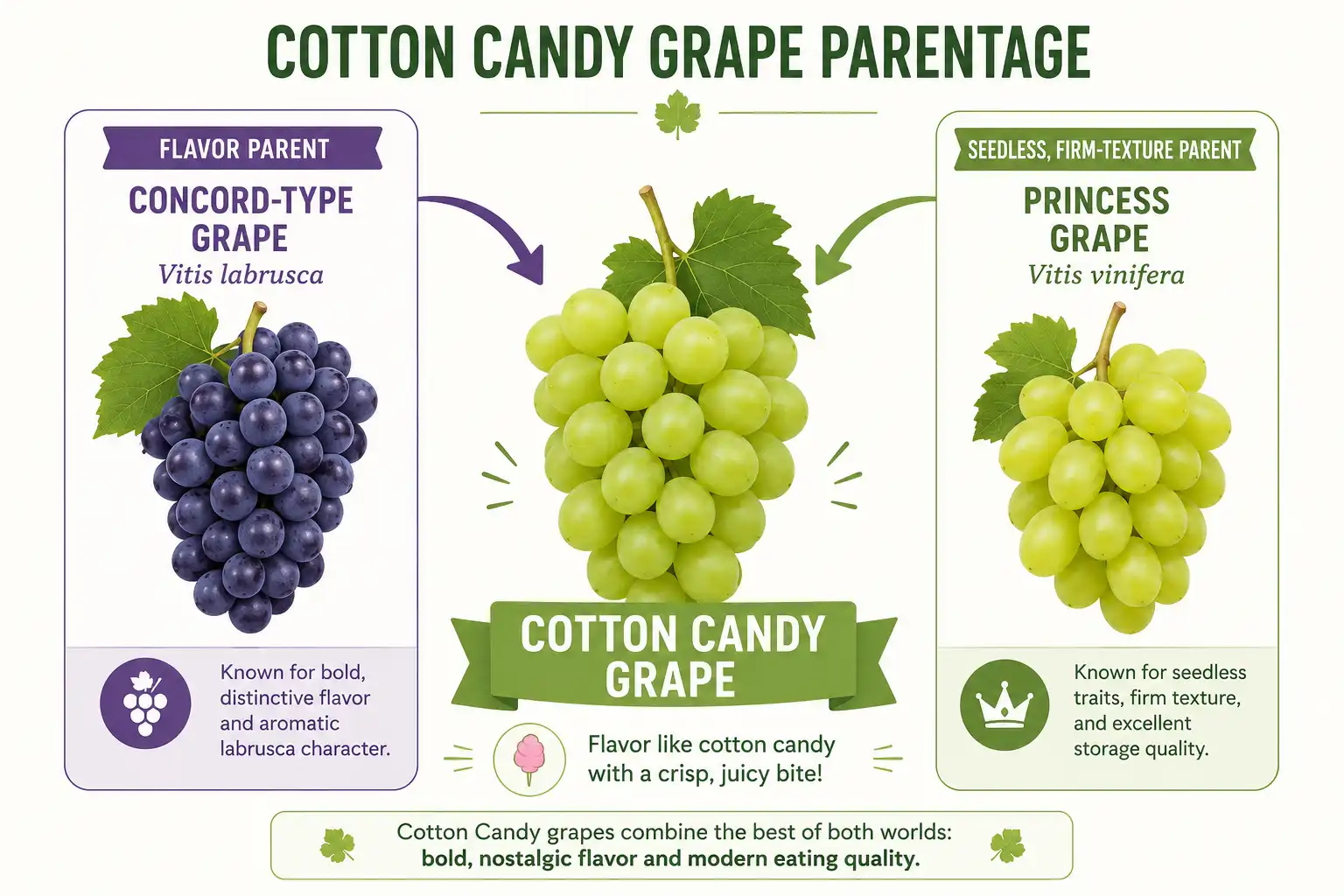 Diagram about cotton candy grapes were bred by crossing a Concord type grape with a Vitis vinifera grape