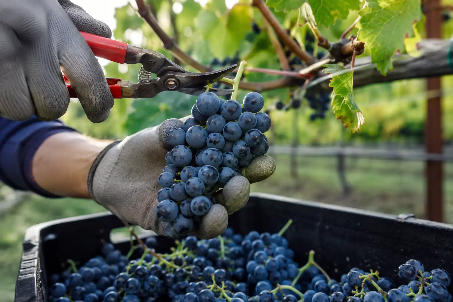 Grower harvesting grapes by cutting a ripe cluster stem with shears into a shallow tote
