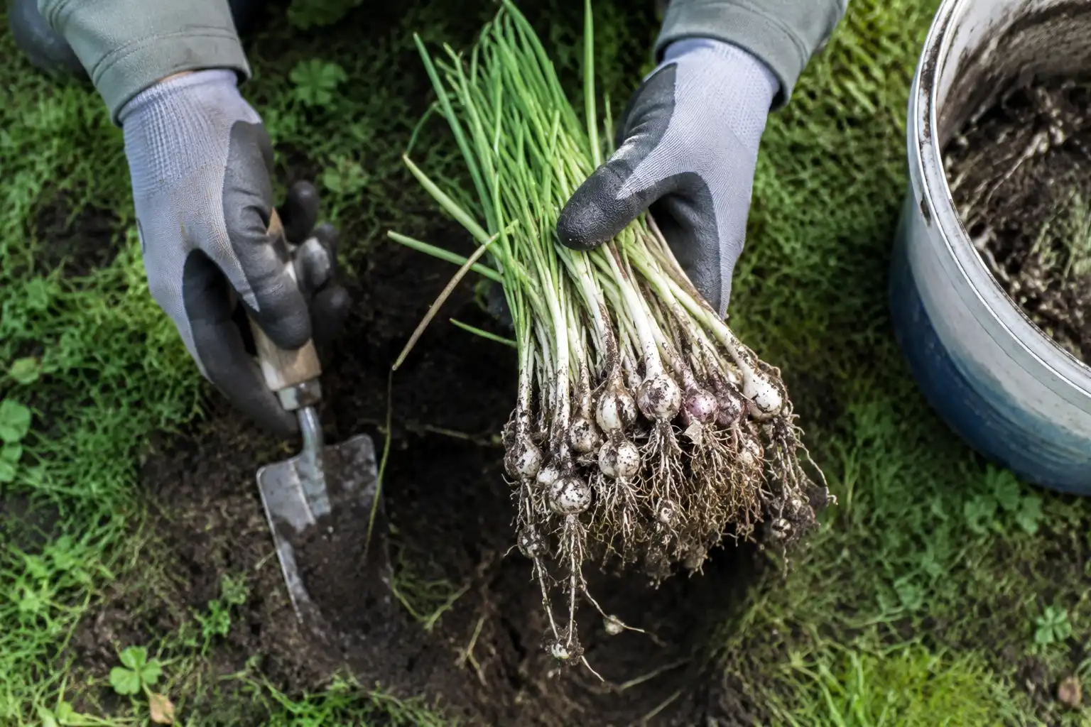 Farmer using a trowel to lift a wild onion clump and its whole bulb cluster from lawn soil