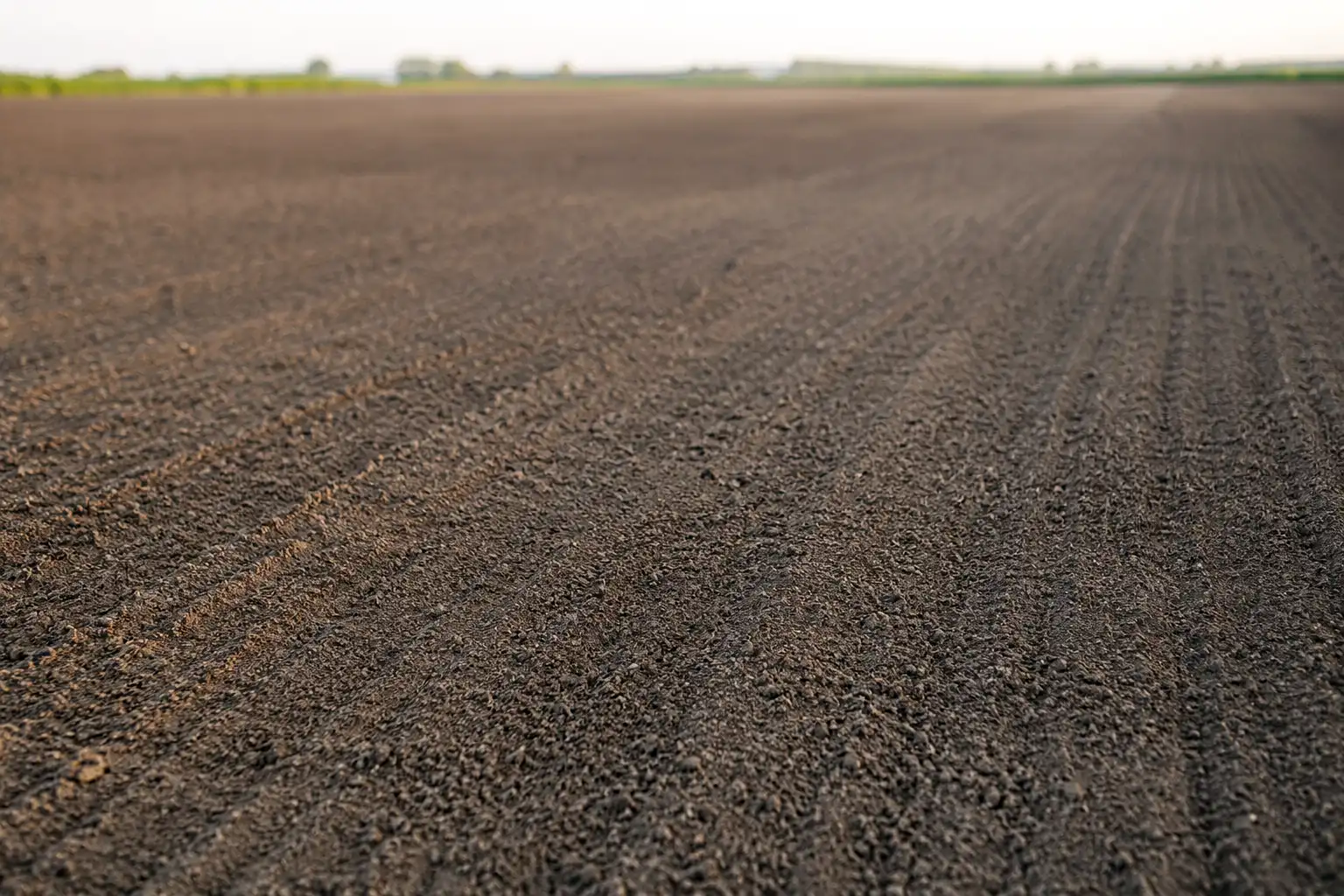 Firm, level sugar beet seedbed prepared with shallow spring tillage for even seed-to-soil contact