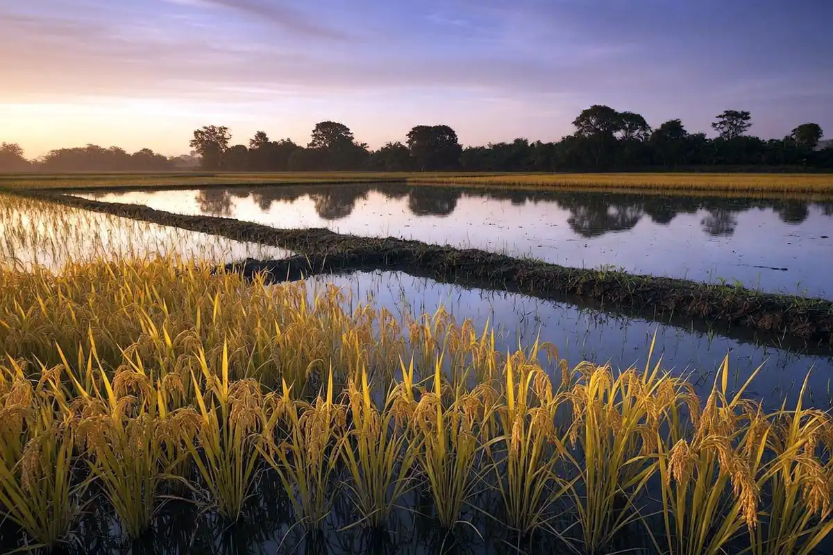 Rice growing in a flooded paddy field at harvest, with golden nodding heads standing in water