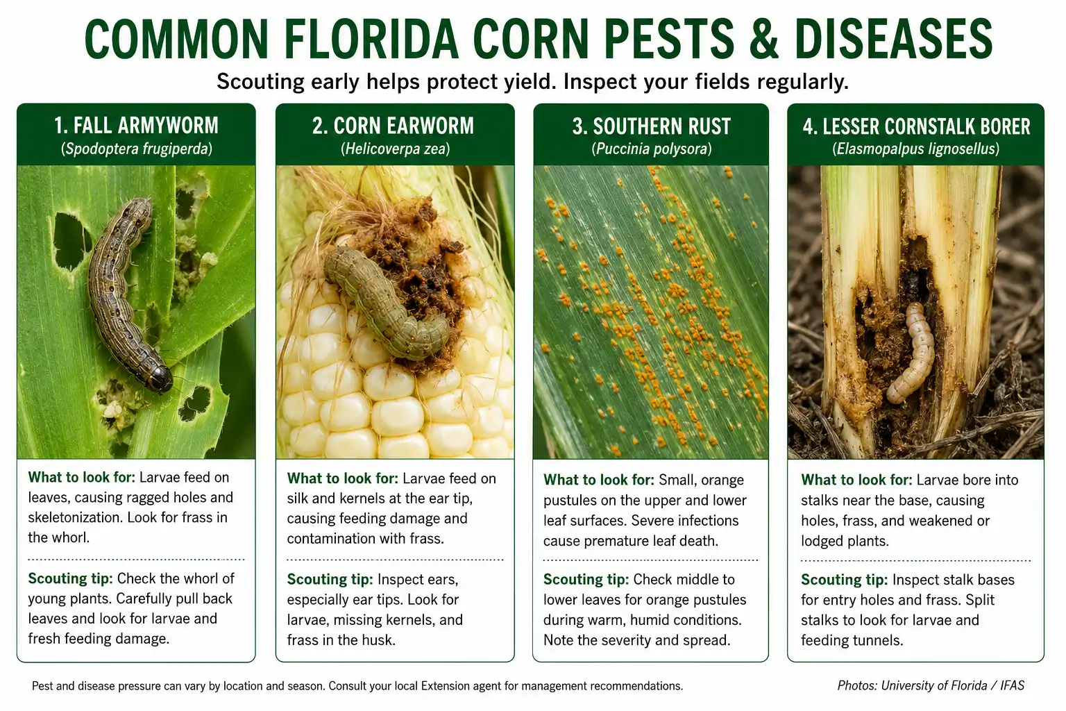 Identification chart of Florida corn pests and diseases including fall armyworm, corn earworm, southern rust, and lesser cornstalk borer