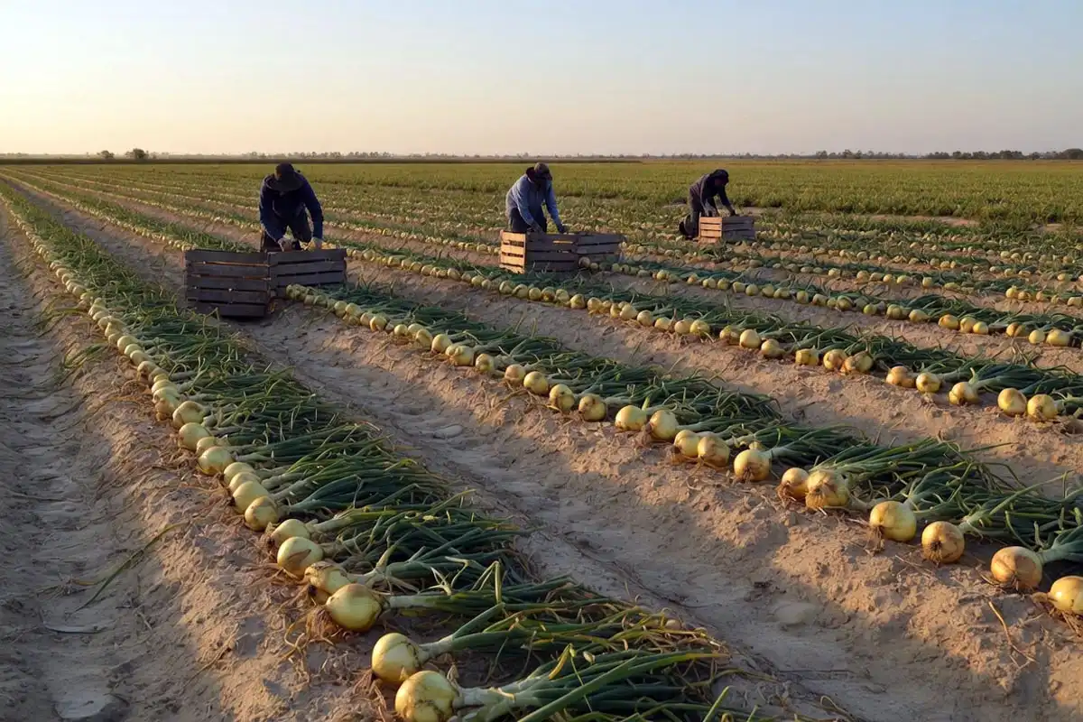 Workers hand-harvesting Vidalia sweet onions in a southeast Georgia field in spring