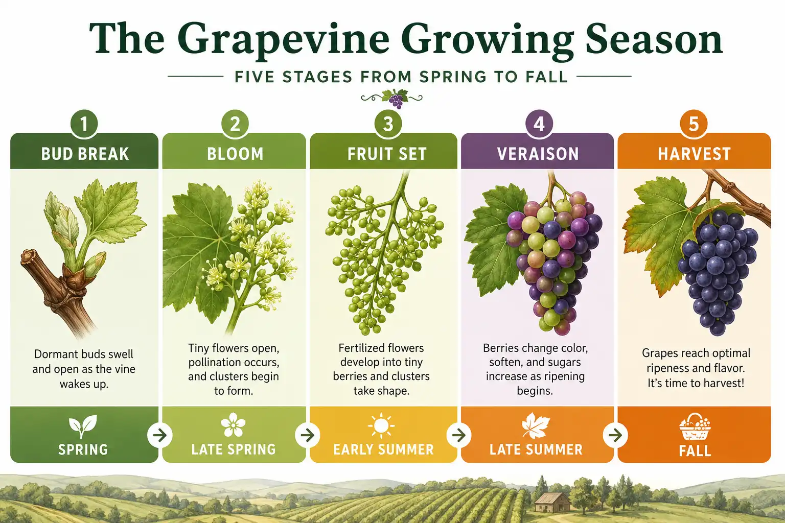 Timeline about how grapes grow through the season from budbreak and bloom to veraison and harvest