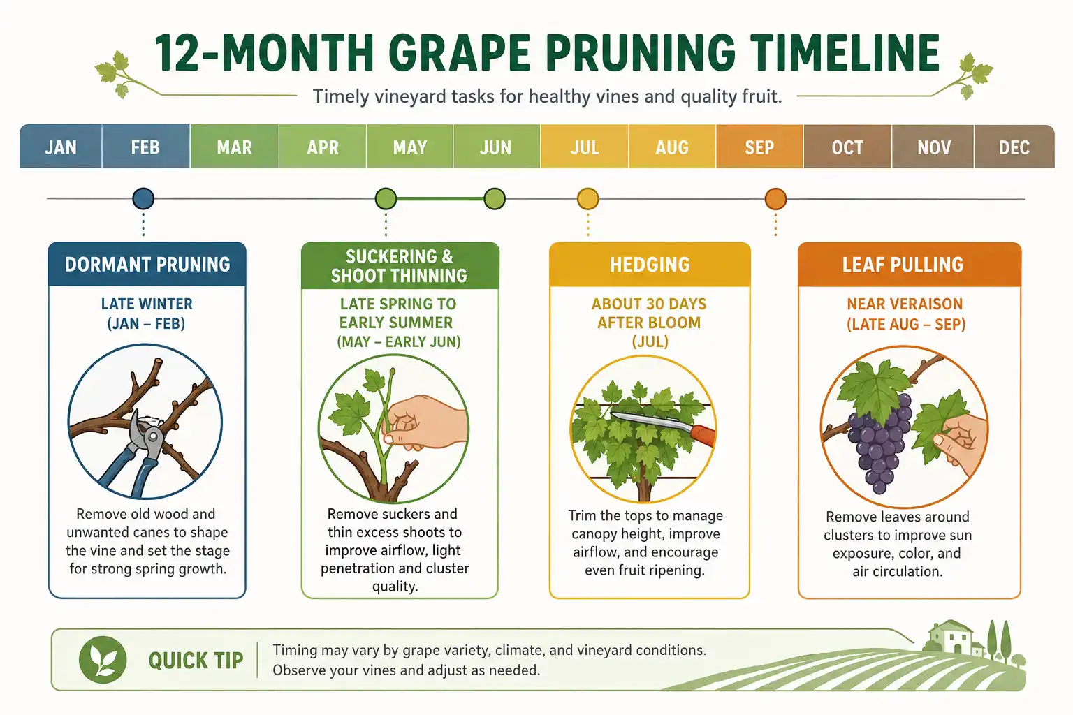 Year-round calendar about when to prune grapes in winter and each summer canopy task