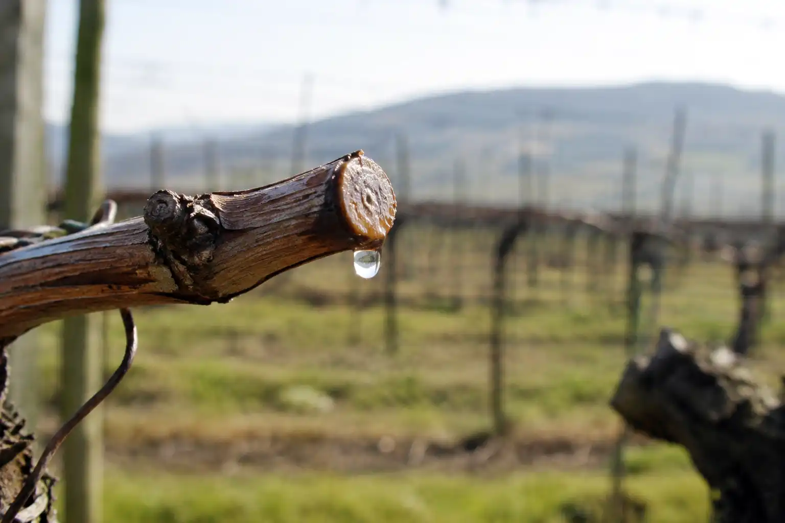 Grapevine cane bleeding sap after late dormant pruning near bud swell