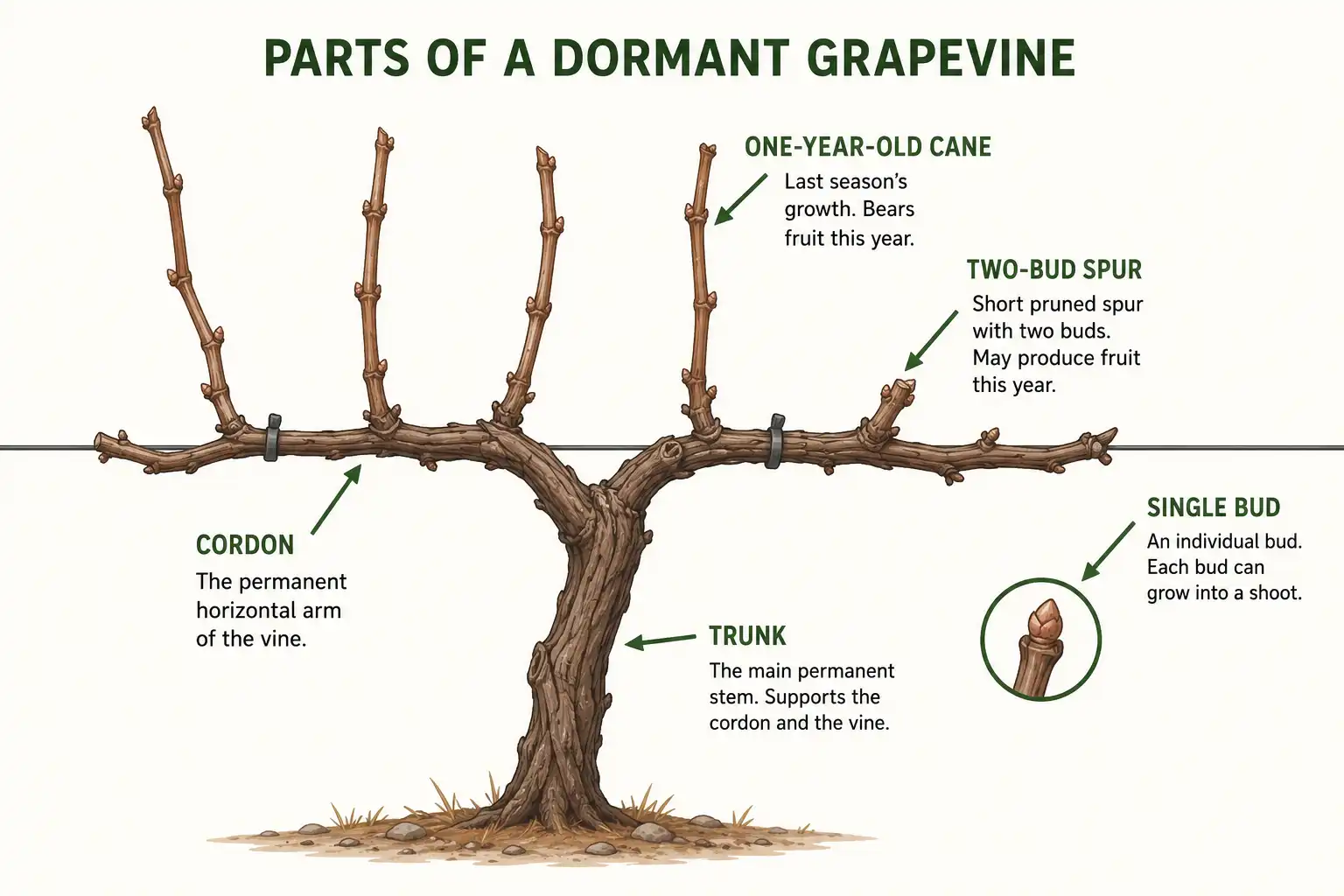 Labeled diagram of grapevine trunk, cordon, one-year-old cane, spur, and bud for pruning