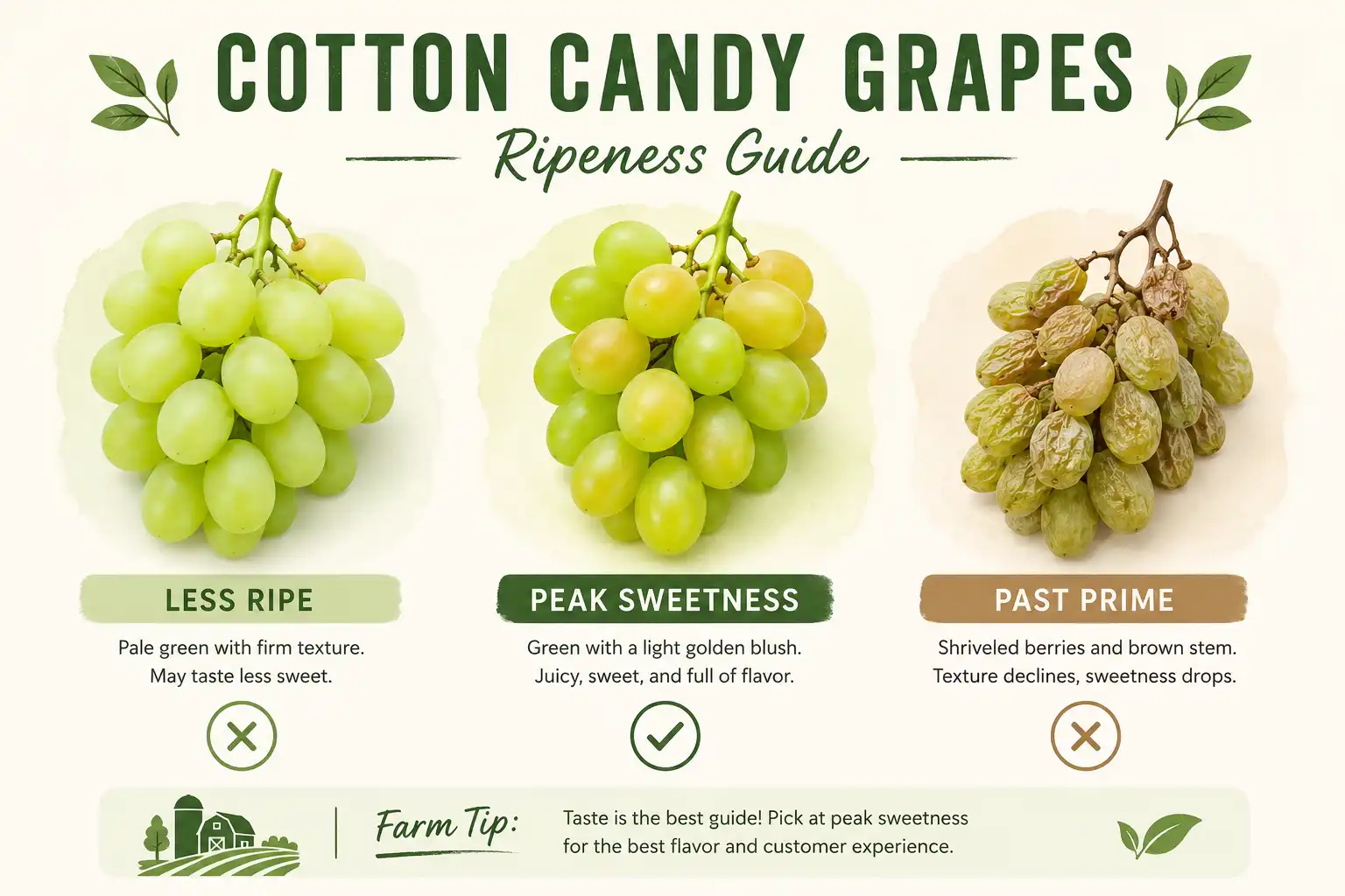 Ripeness guide about how to pick the sweetest cotton candy grapes by color and stem condition