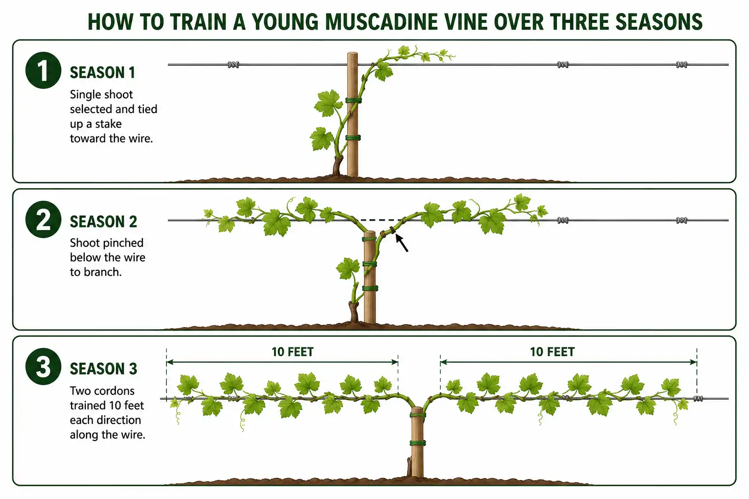 Three-step diagram about how to train a young muscadine vine into a single trunk and two cordons
