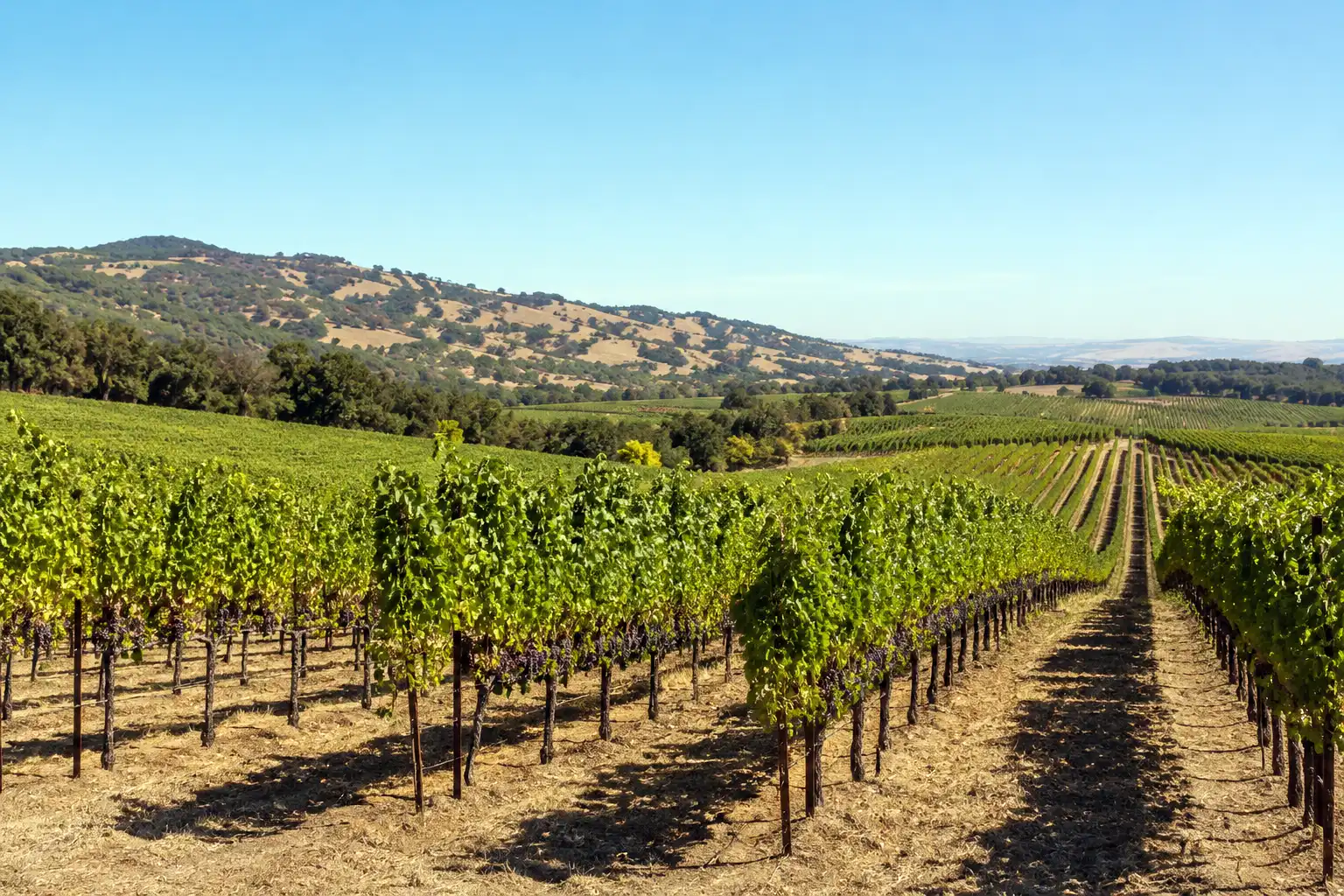 Sunny sloped vineyard of the full sun and good drainage grapes need to grow well