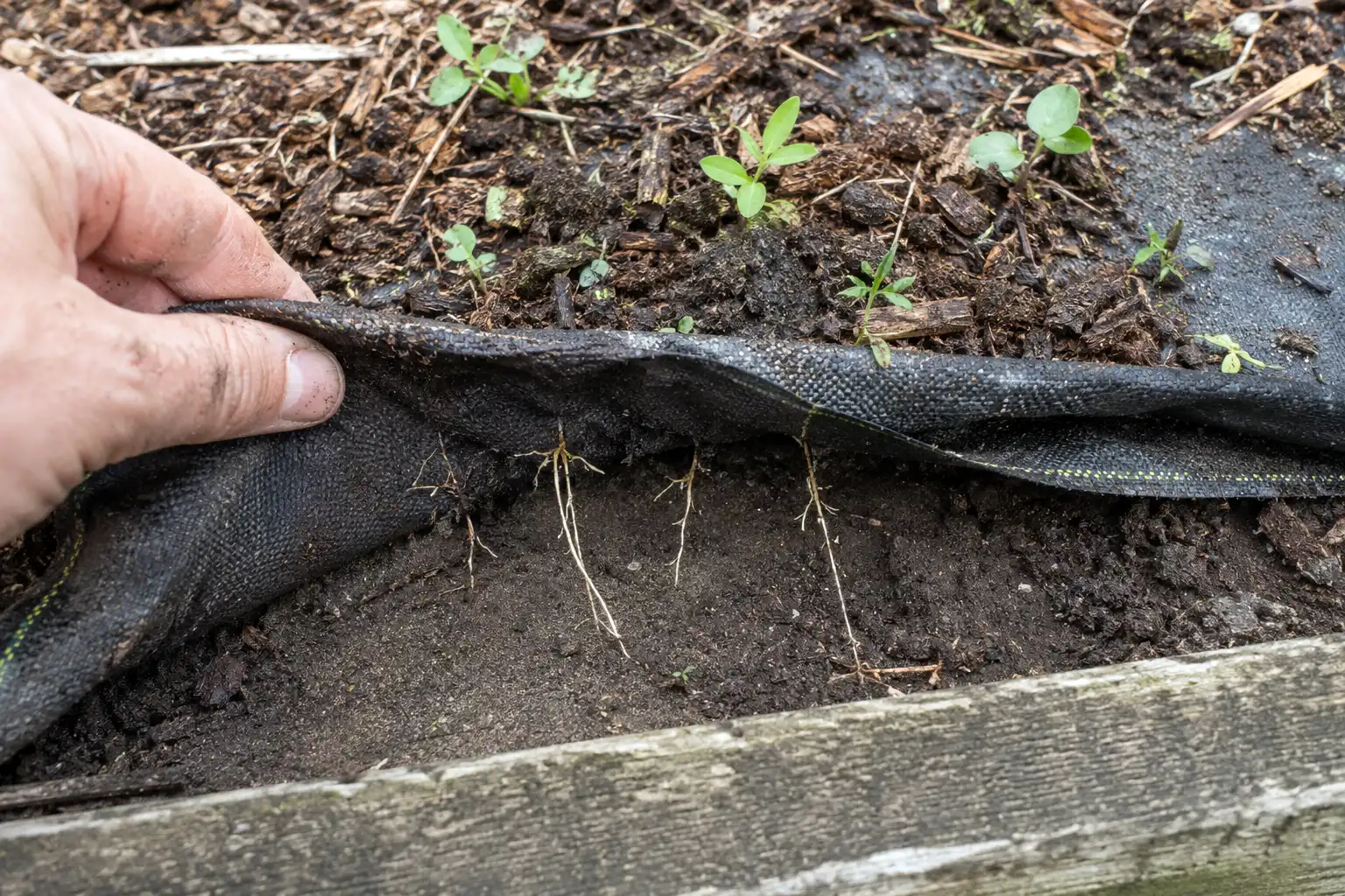 Old landscape fabric clogged with soil as weeds root on top and roots pierce through