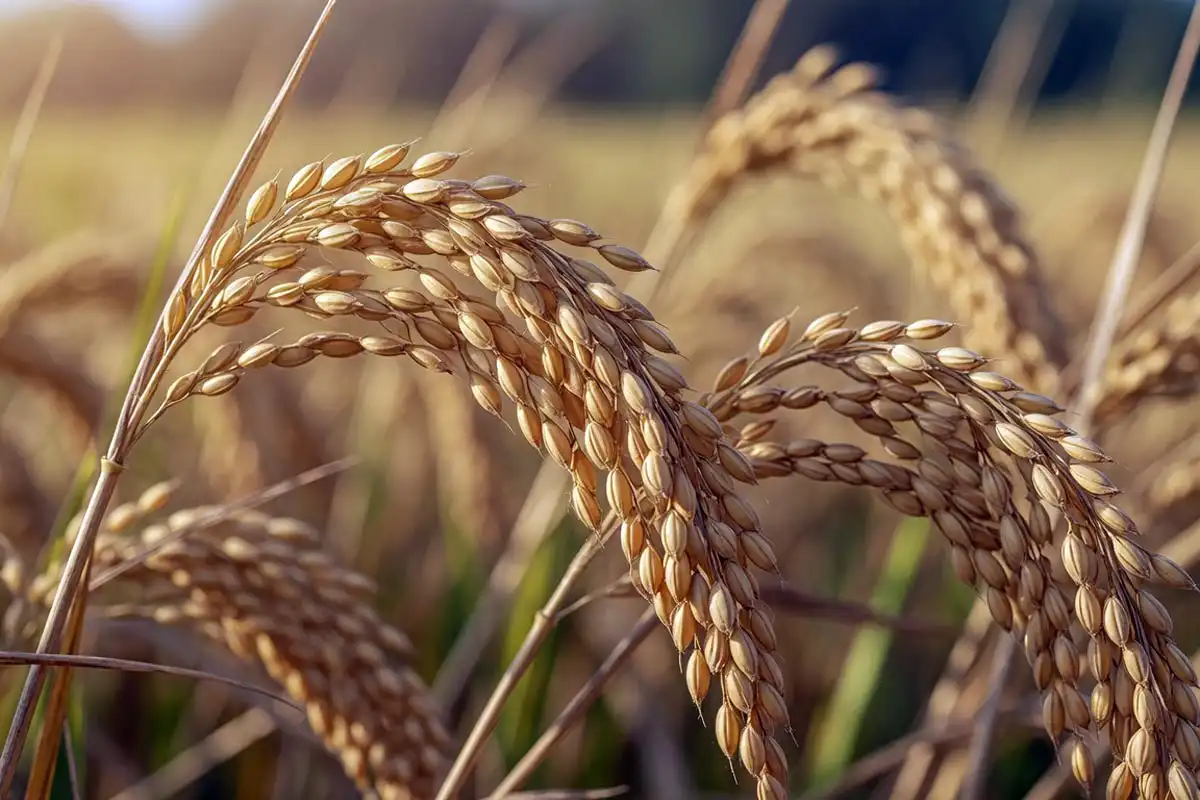 Mature straw-colored rice panicles bent over with full grain, rice ready to harvest
